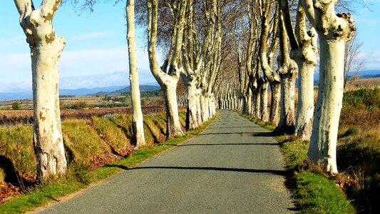 Tree landscape outdoor road photo