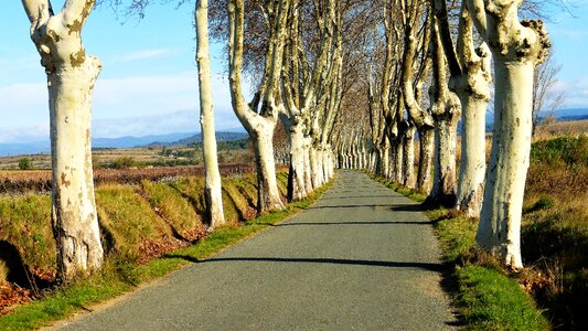 Tree landscape outdoor road