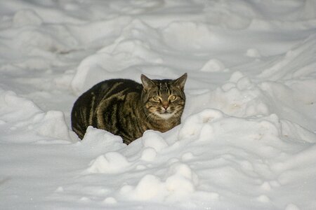 Cat winter snow photo