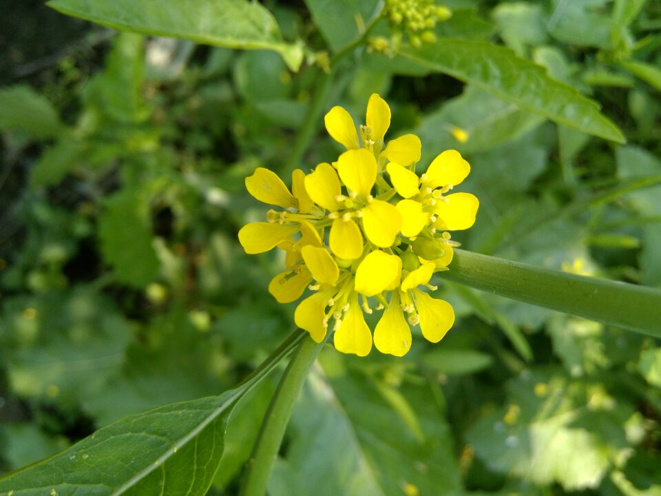 Flora summer flower