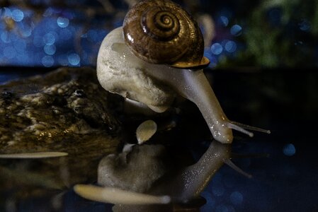 Slow gastropod slimy photo