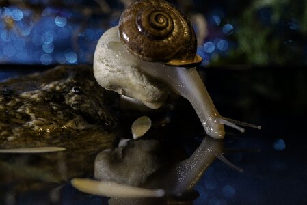 Slow gastropod slimy