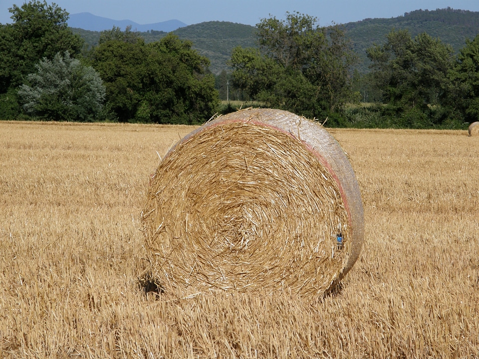 Fields tuscany landscape