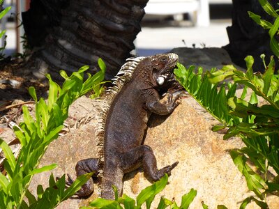 Reptilia nature Free photos