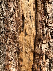 Tree wood nature photo