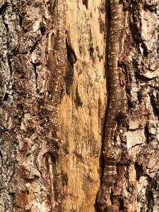 Tree wood nature
