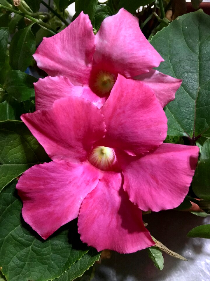 Pink spring pink flower