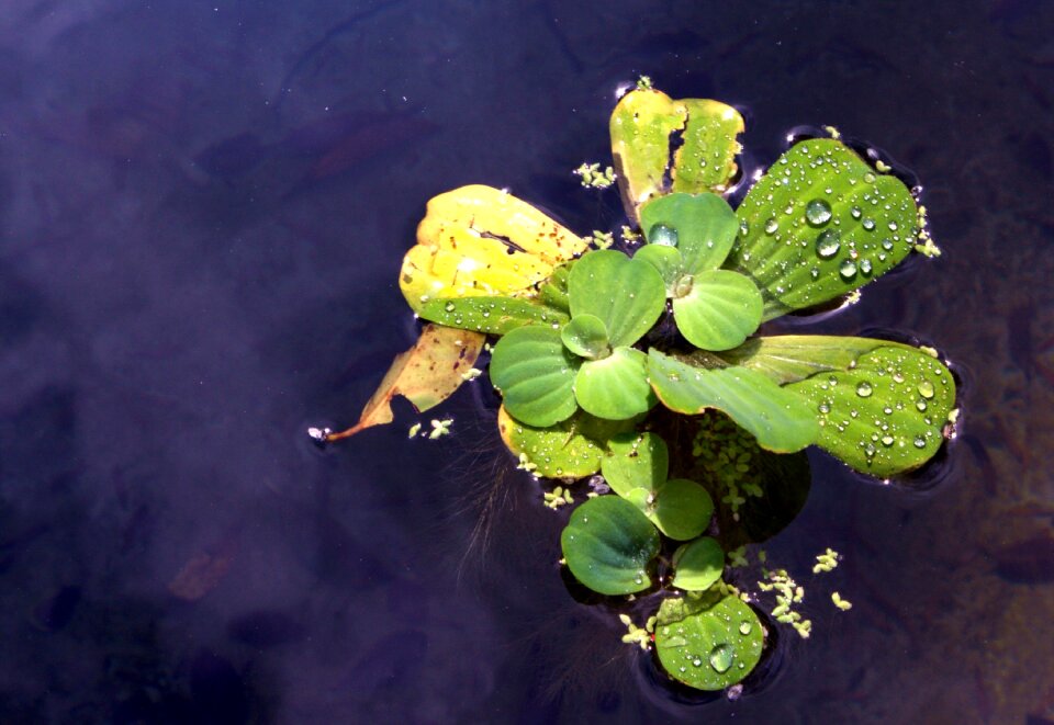 Flower aquatic plants water drops