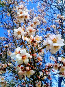 Almond tree spring flower photo
