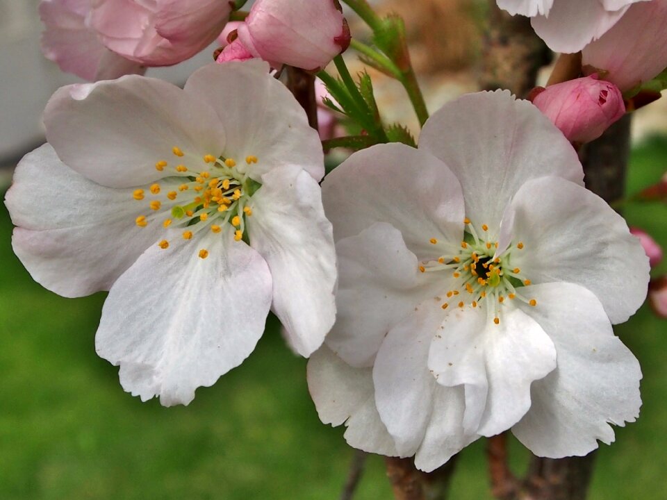 Blossom white blossom spring photo