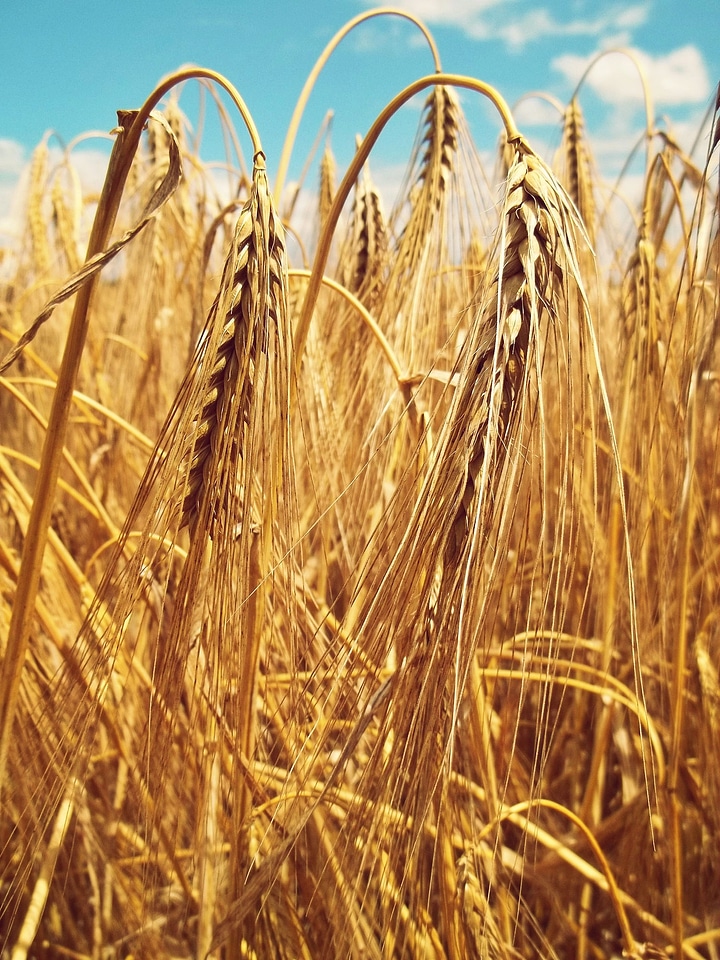 Cereals cornfield harvest
