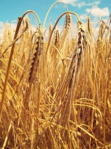 Cereals cornfield harvest photo