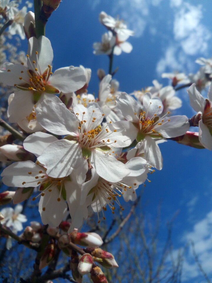 Almond tree branch