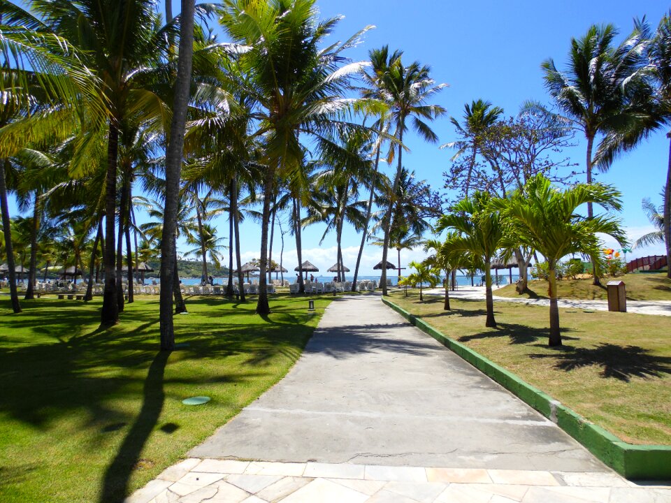 Tree tropical beach