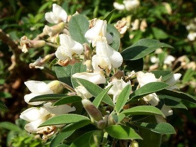 Cc0 cytisus proliferus tagasaste