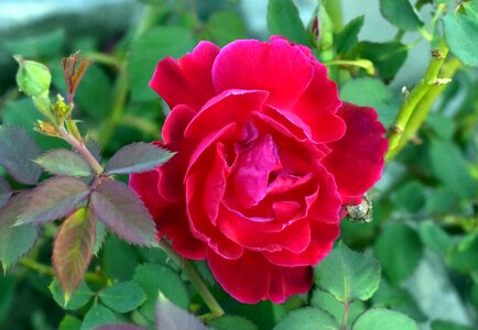 Rose leaf red rose photo