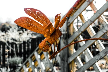 Rust insect fly