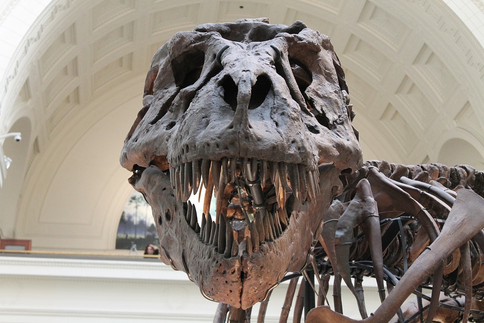 Dinosaur bones animal