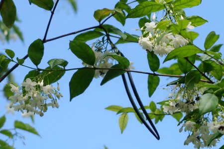 Branch nature freshness