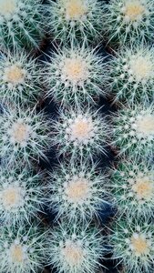 Nature thorn series