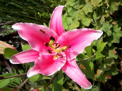 Summer garden lily