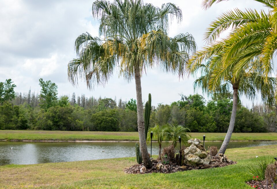 Pond palm tree photo