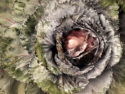 Flora leaf
