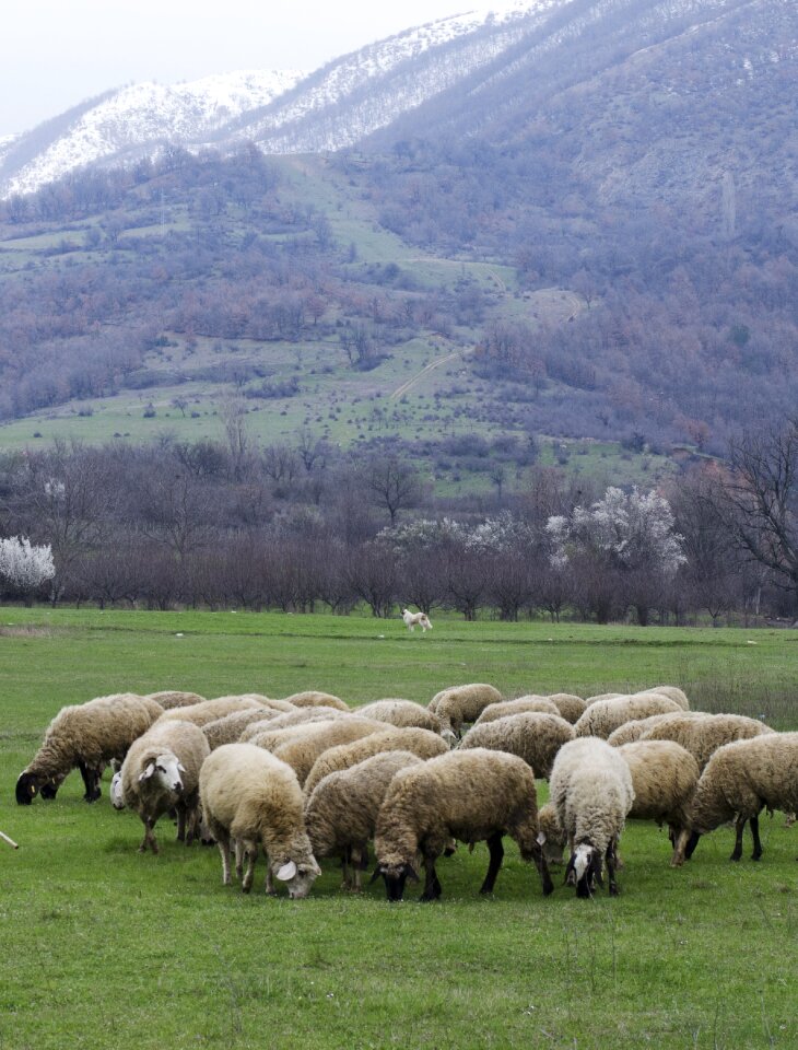 Meadow nature field