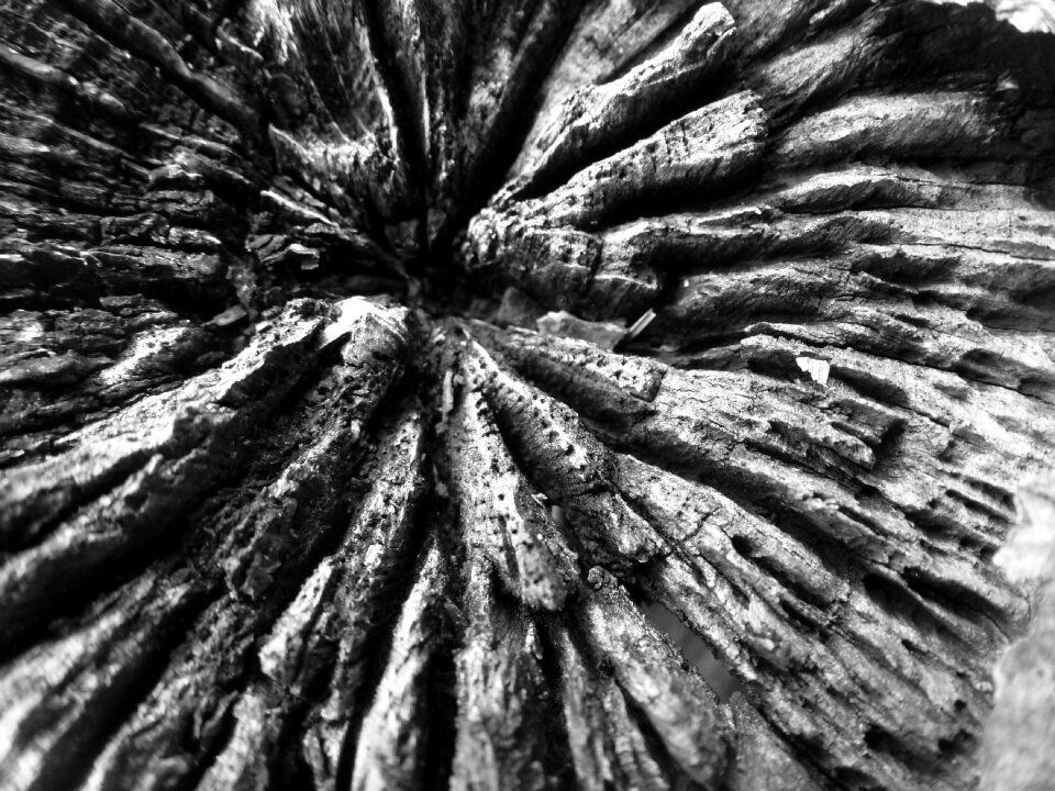 Deadwood strain tree