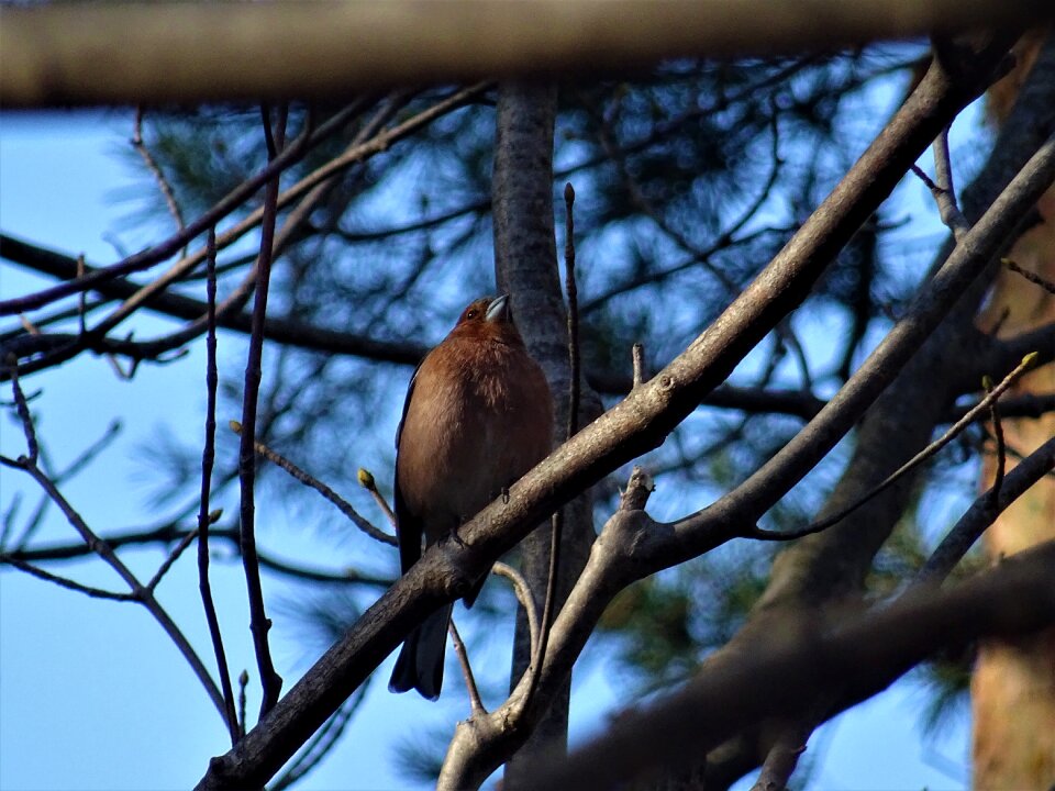 Winter bird animal world