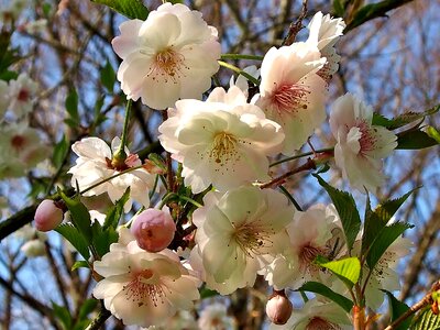 Cherry blossom white-pink flower japanese cherry blossom