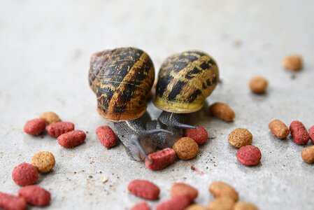 Wildlife desktop refreshment photo