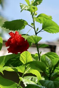 Summer flower outdoors
