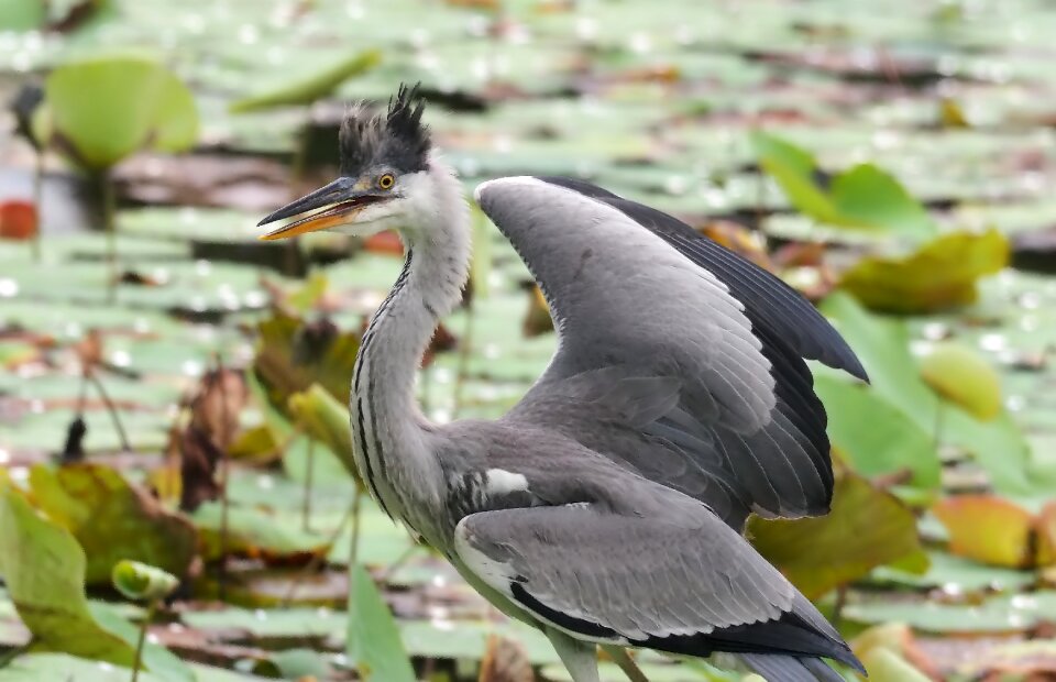 Animal feather outdoors