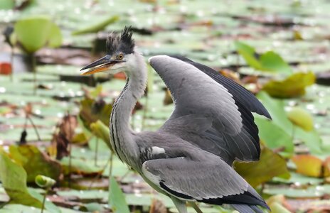 Animal feather outdoors photo