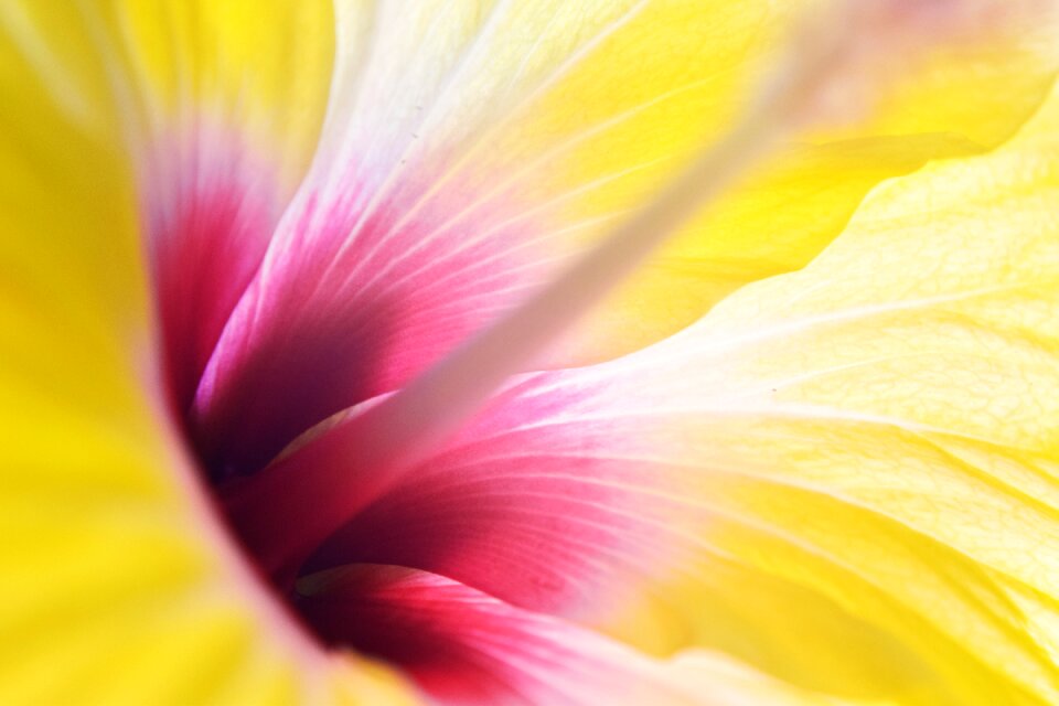 Macro nature pistil