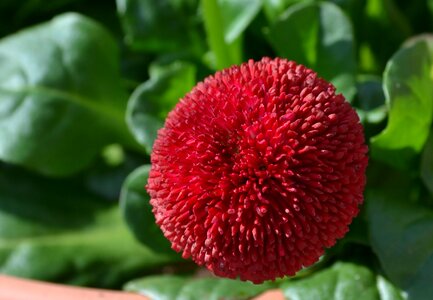 Fruit garden spring