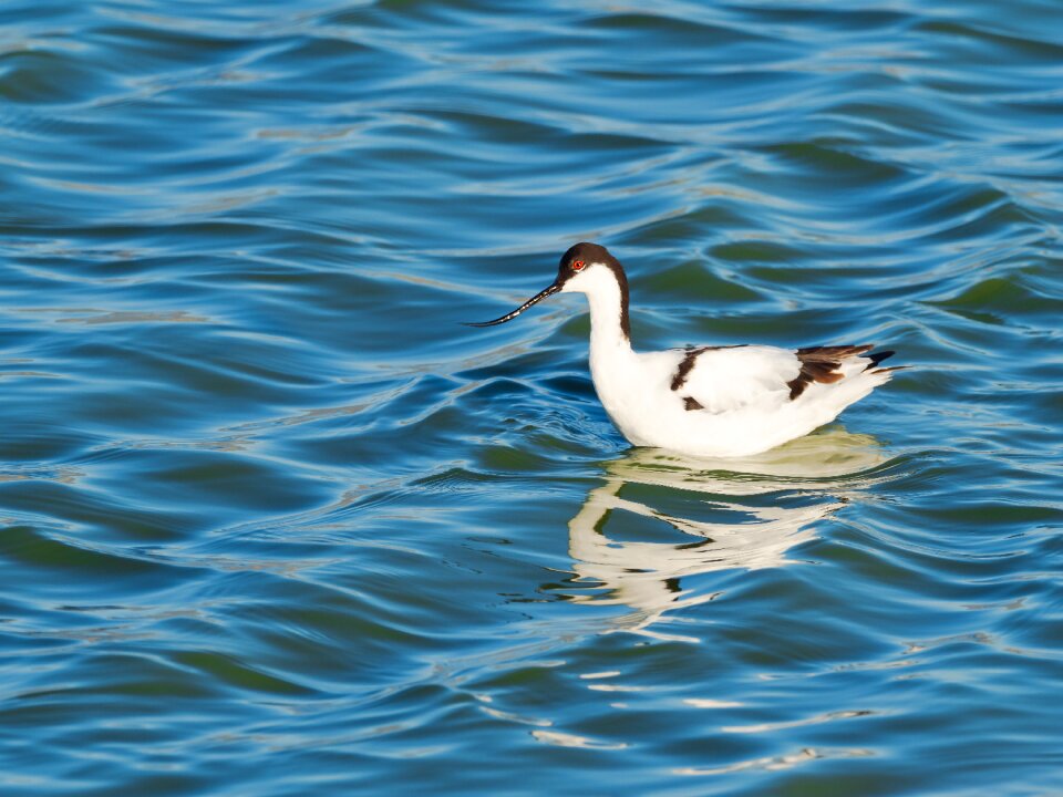 Water nature waterbird