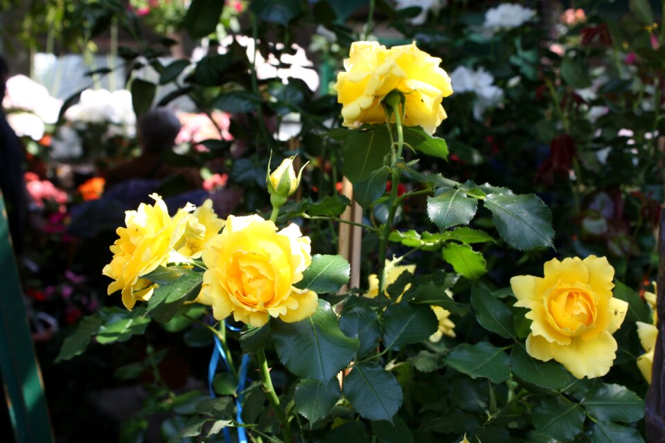 Yellow rose flower