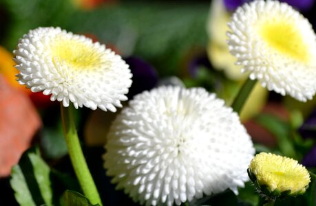 Floral season bellis photo