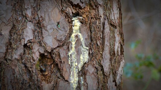 Wood bark background