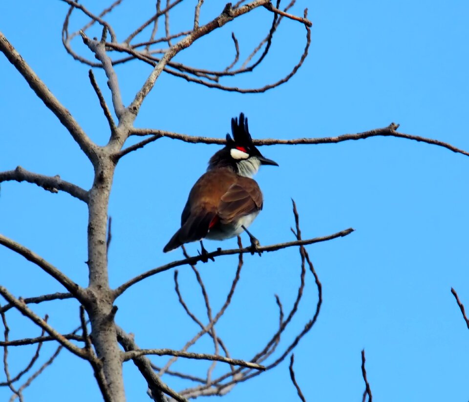 Tree wildlife animal photo