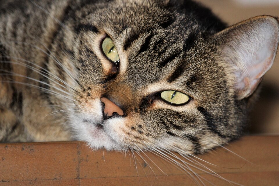 Fur cute portrait photo