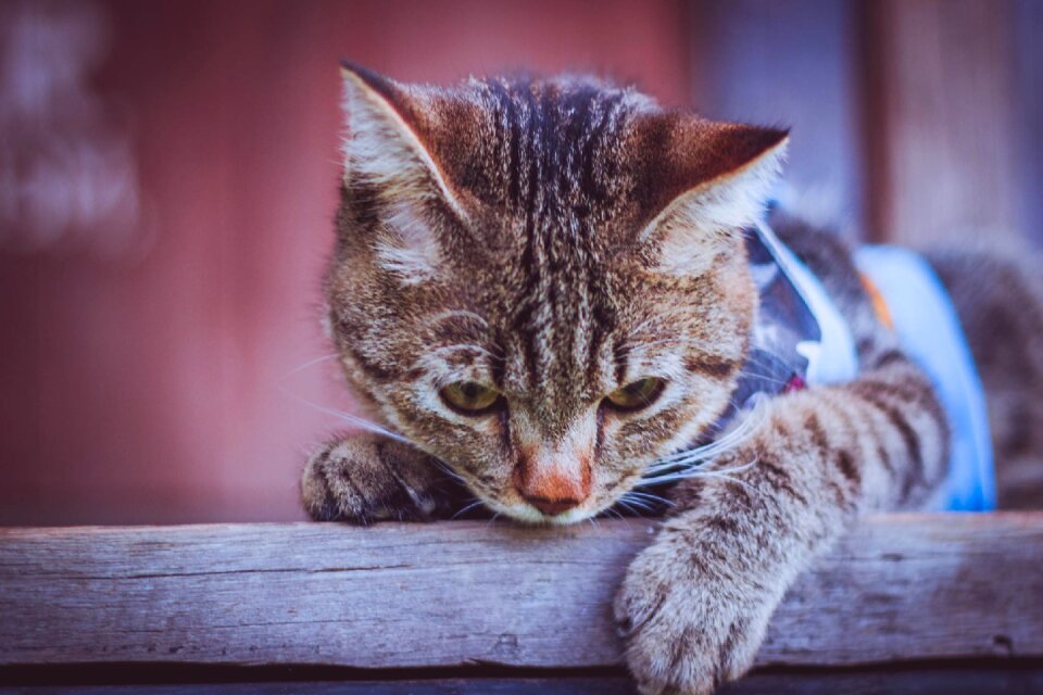 Cat animal cute