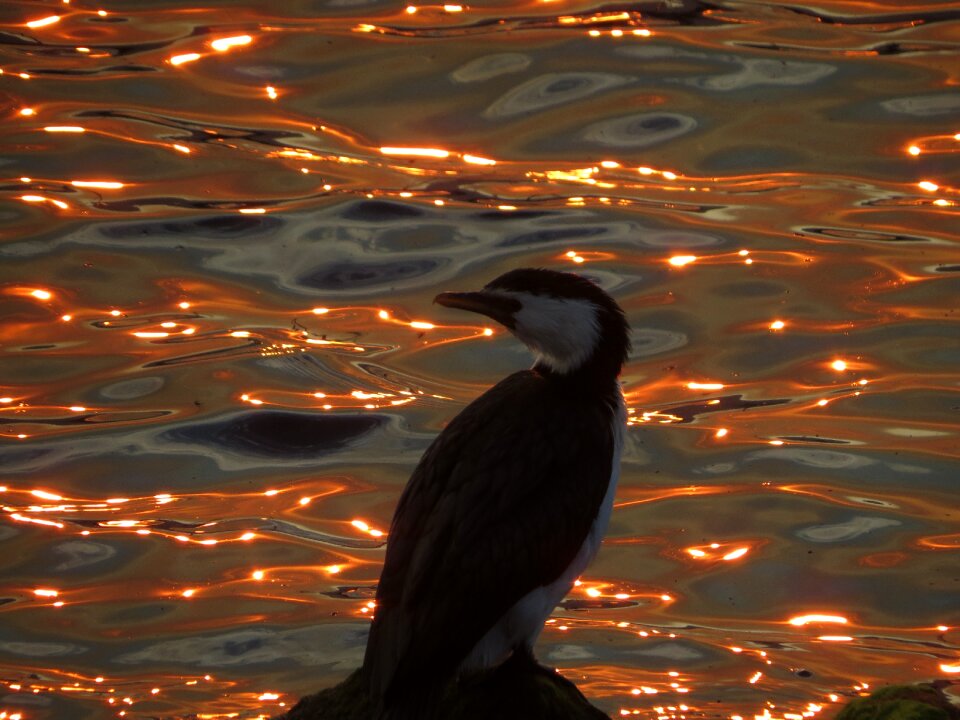 Sunset hobart Free photos