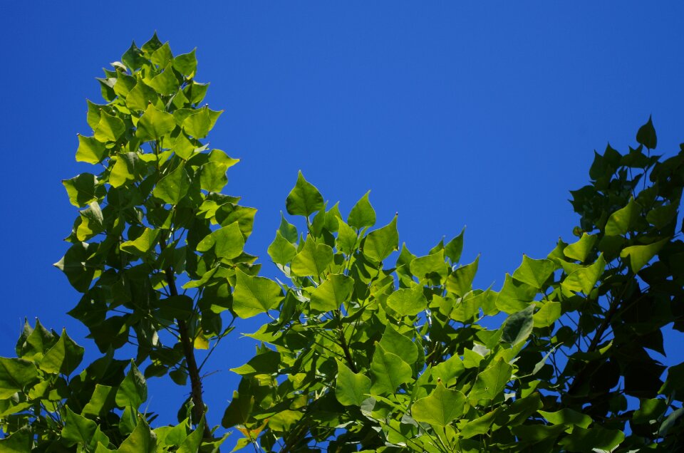 Leaves blue tree branches