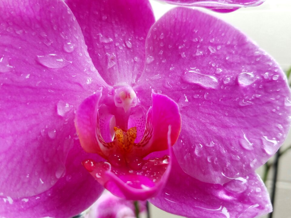 Petal closeup