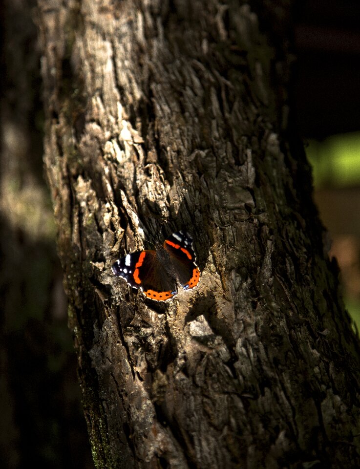 Bark wood bird