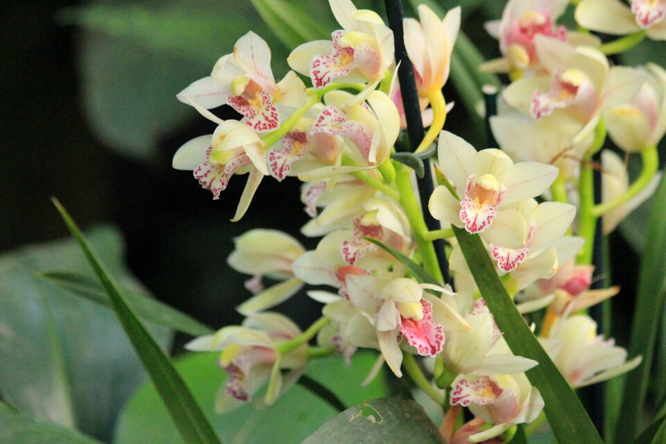 Nature blooming handsomely
