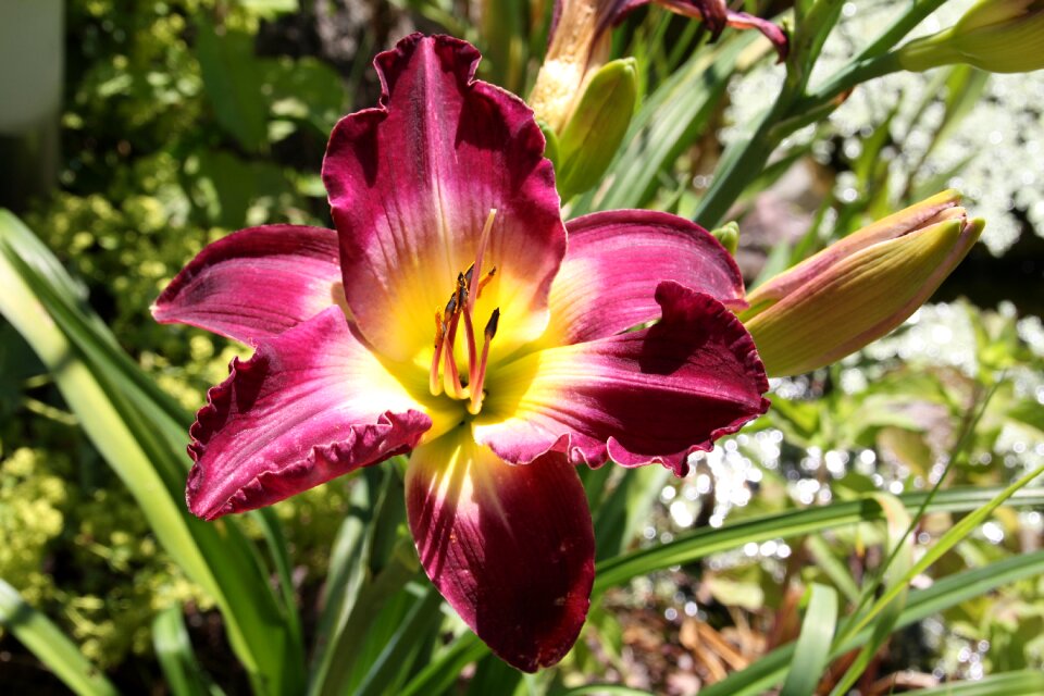 Garden leaf daylily salem witch